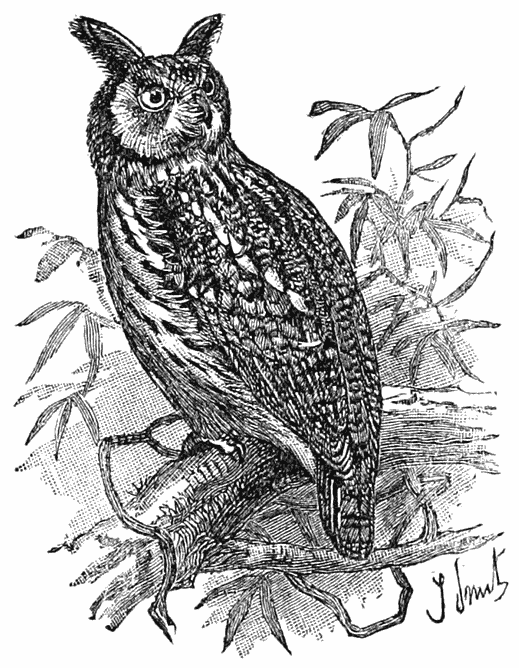 American Long-eared Owl