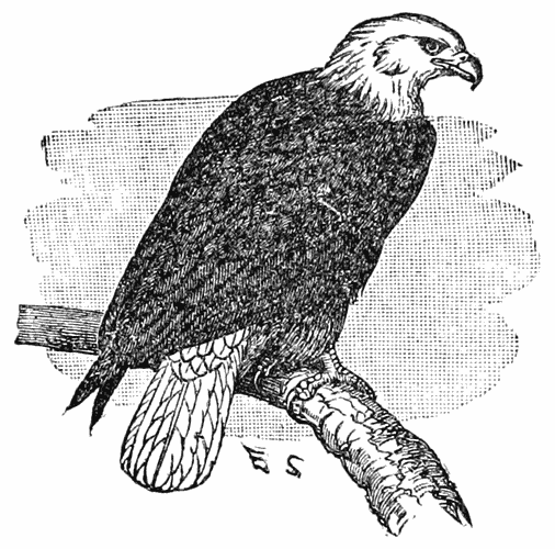 Bald Eagle