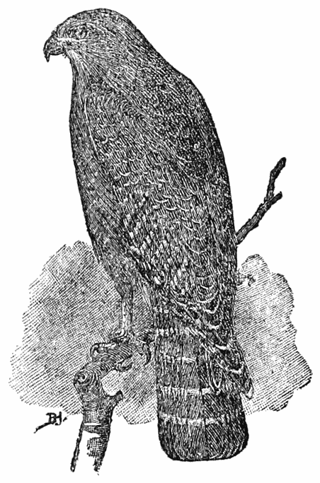 Red-shouldered Hawk