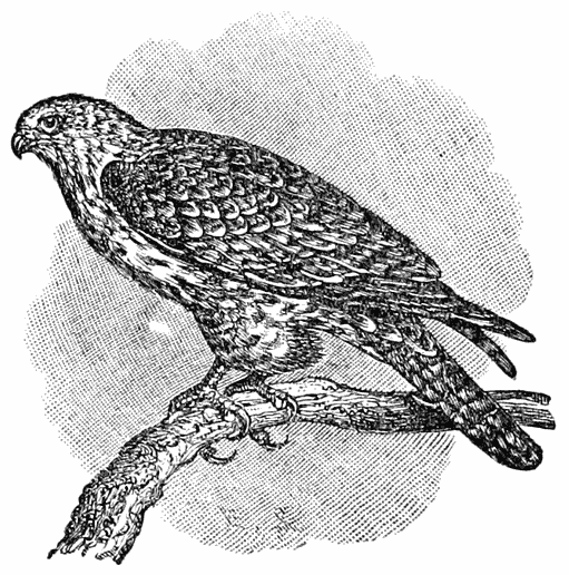 Gerfalcon