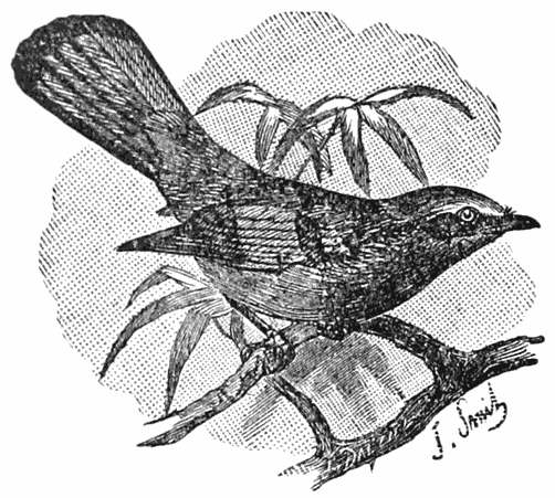 Thrush-tit