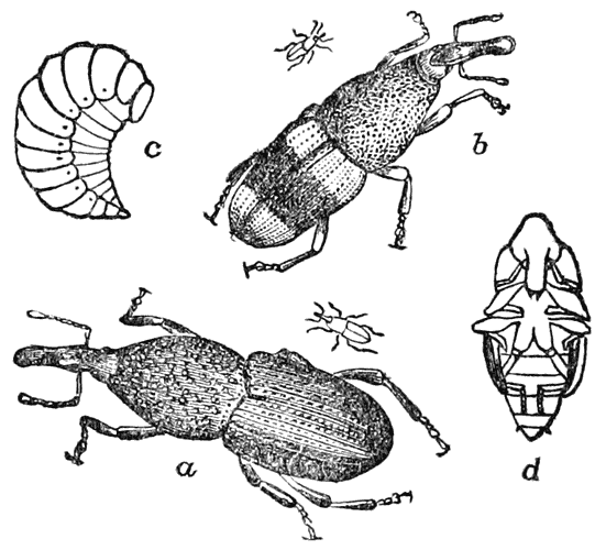 Grain-weevils