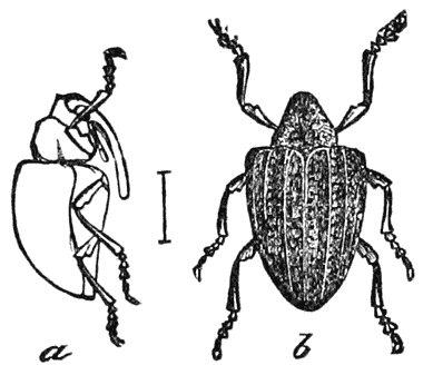 Quince-weevil