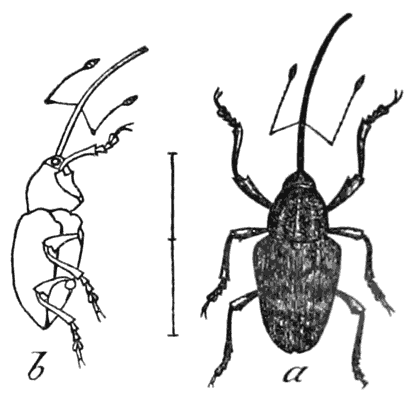 Nut-weevil