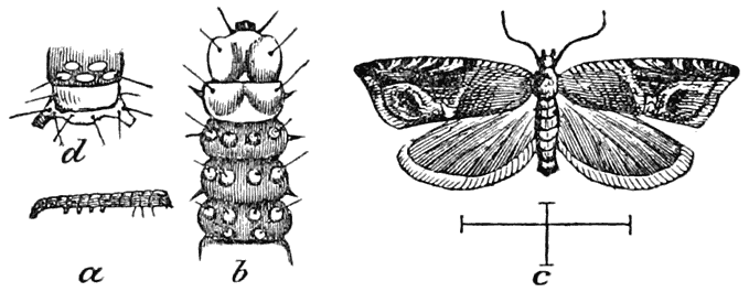 Strawberry Leaf-roller