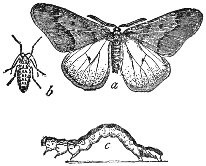 Linden Inchworm