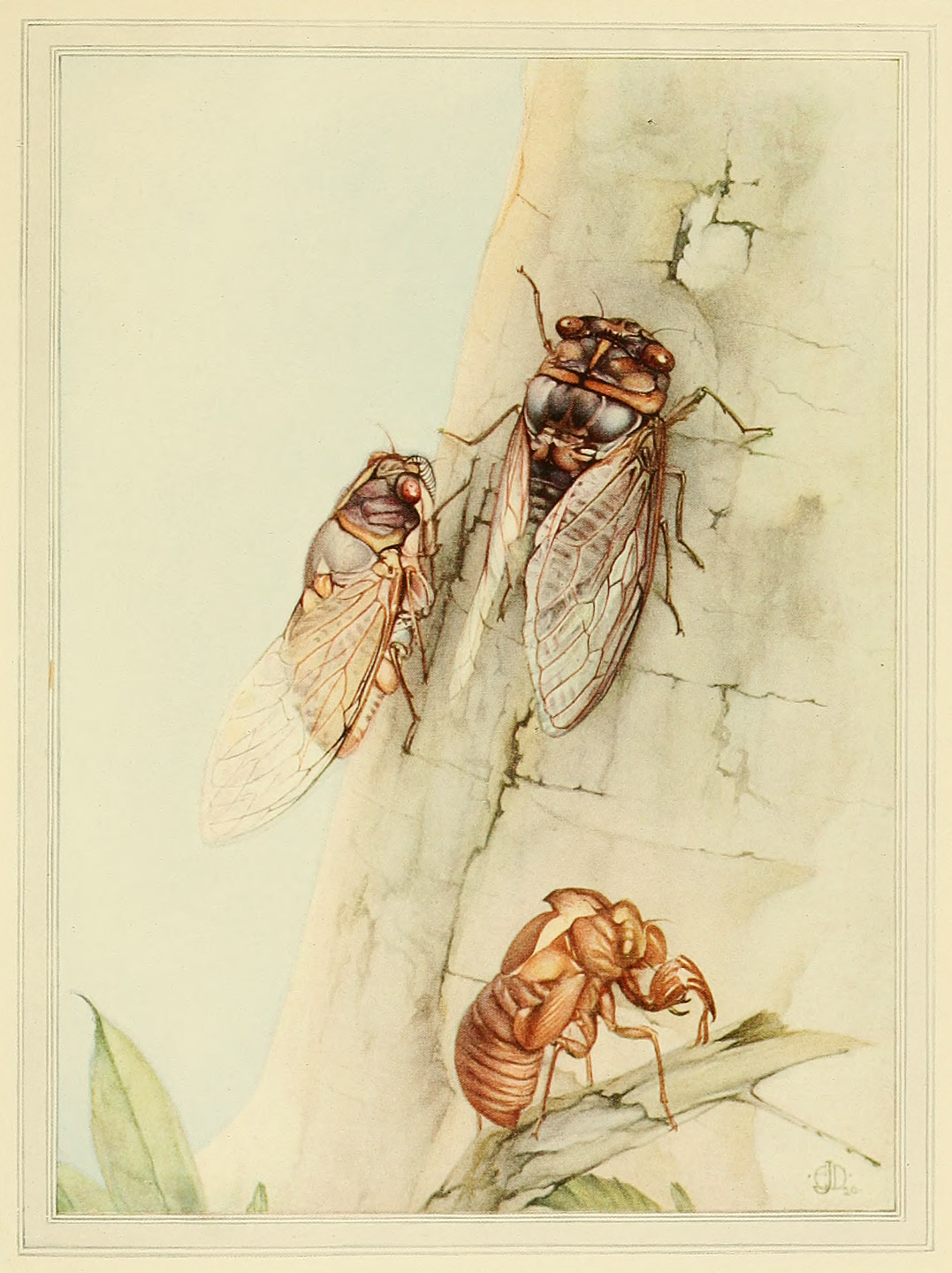 THE CICADA