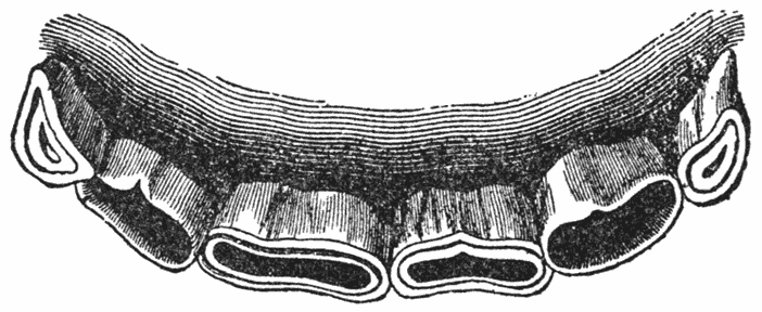 Teeth of a Five-Year-Old Horse