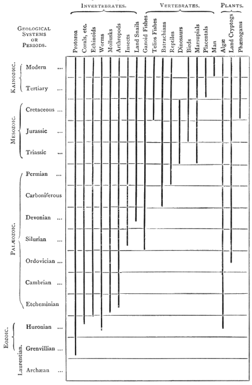 Geological Chronology of Life