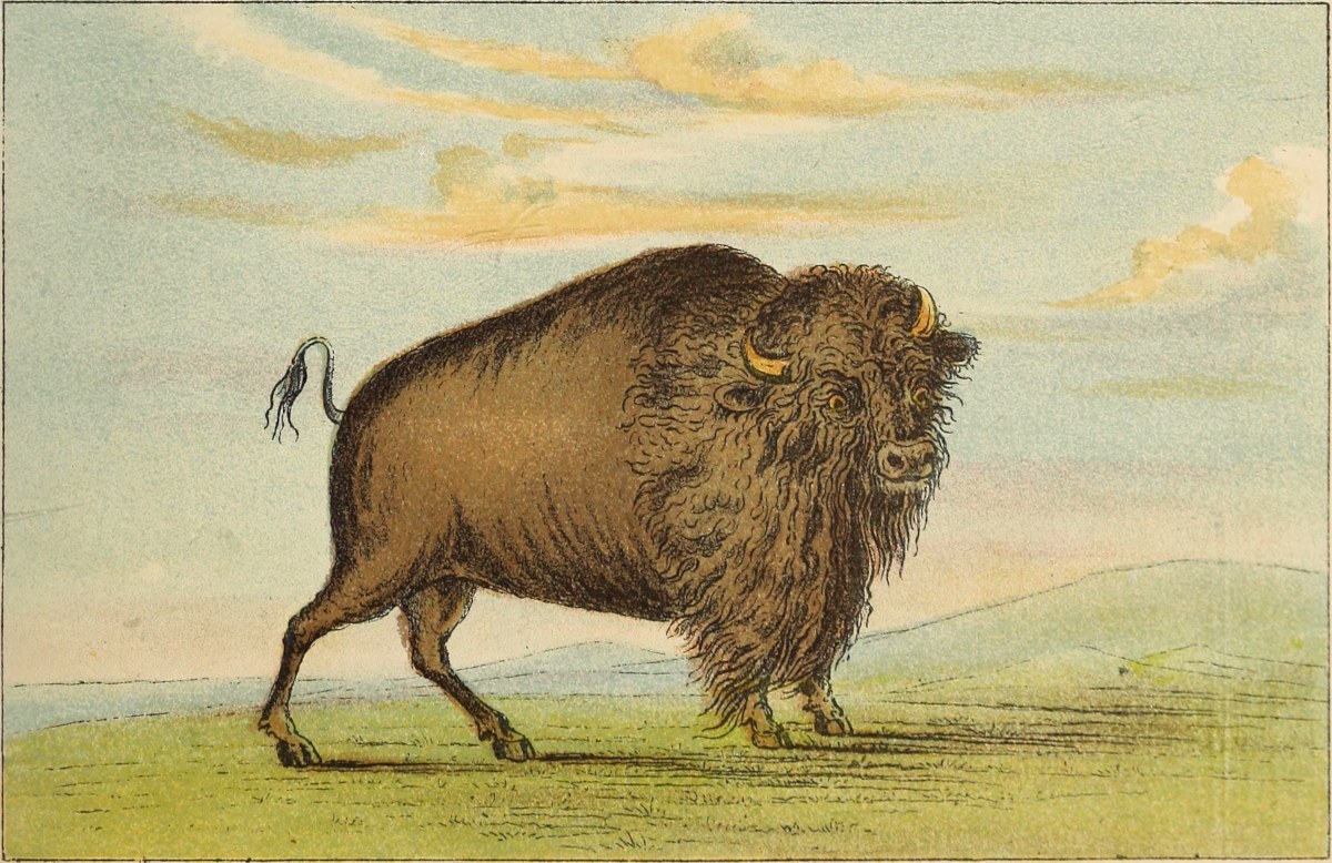 Buffalo cow