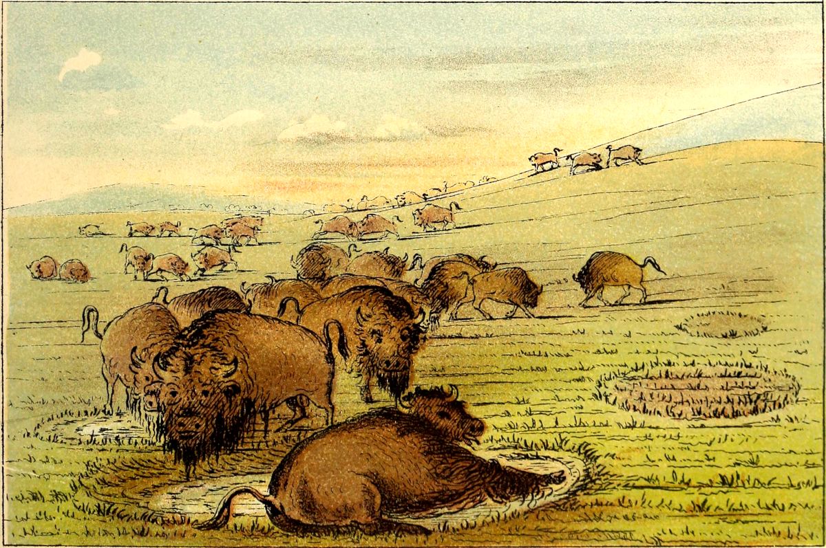 buffalo herd