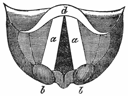 Fig. 12.