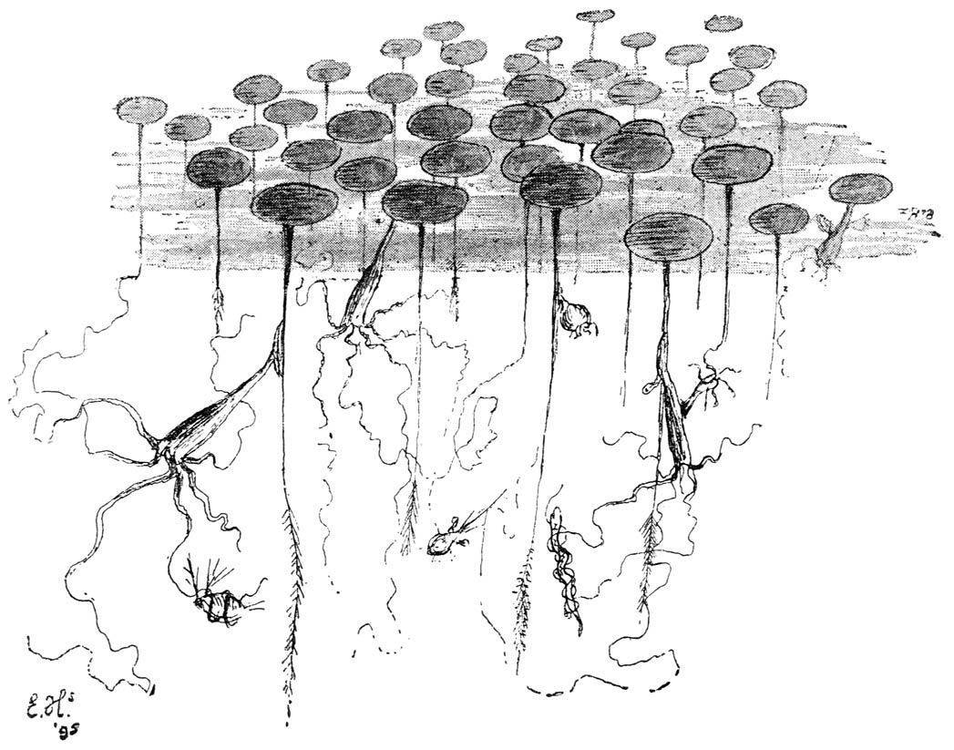 Zoetwaterpolypen, aan kroos-stengels, links is een daphnia, rechts een waterslangetje gevangen; in ’t midden een verzadigde polyp; rechts-boven: een hydra in rust, met zijkoppen.