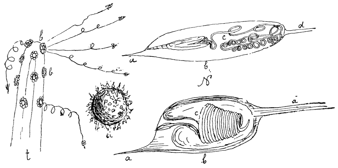 Links: een vergroote top van een tentakel van Hydra, t. de top b. de netelbatterijen, waaruit de harpoenen afgeschoten worden. Rechts: twee sterk vergrootte, netelorganen, harpoenen met opgerolde touwen, b. het hulsel, waarin de harpoen rust, a. een punt daarvan, die bij aanraking de harpoen doet afschieten, d. de steel er van. In ’t midden een ei van een zoetwater-polyp.