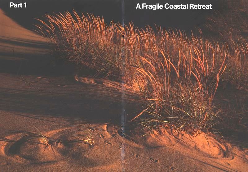 (Grasses on a sand dune.)