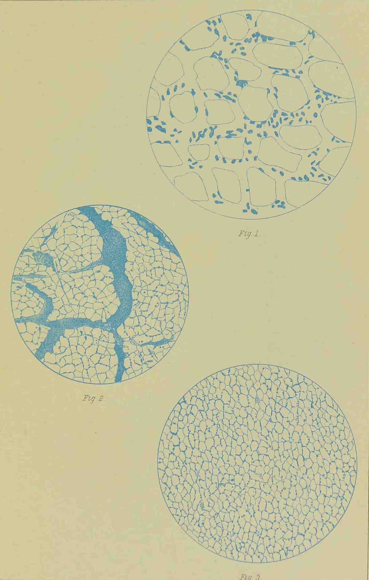 Cells