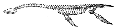 Plesiosaurus skeleton