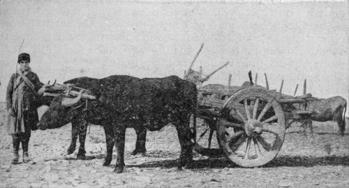 Market cart