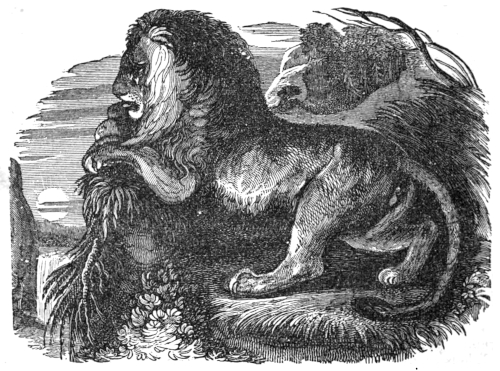 The Lion