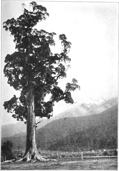 totara