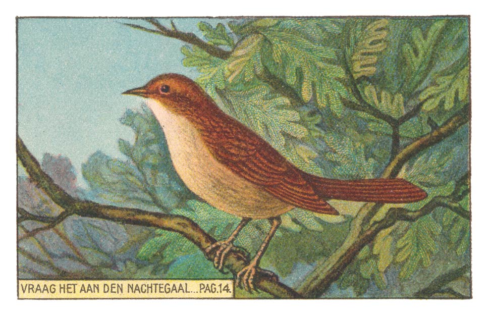 VRAAG HET AAN DEN NACHTEGAAL... PAG. 14.