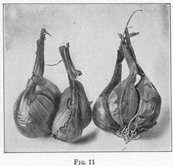 [Illustration: FIG. 11]