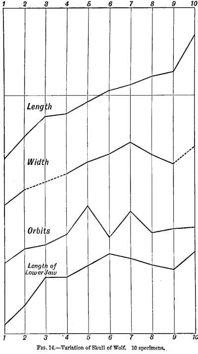 FIG. 14.—Variation of Skull of Wolf. 10 specimens.