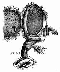 Enlarged view of Head
of Fly showing Trunk.