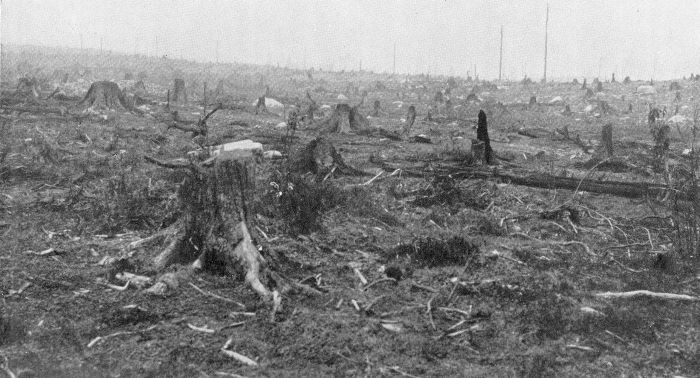BAD FORESTRY MANAGEMENT. Forest cut clear and burned over, all the young growth destroyed, and
nothing left except costly replanting. Photograph by U. S. Forest Service.