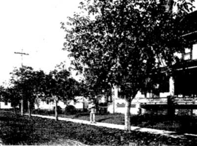 Top Grafted Black Walnut
Hybrids