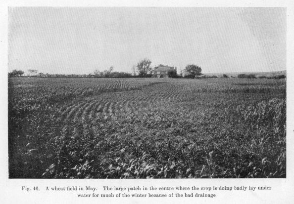 Fig. 46.  A wheat field in May.  The large patch in the centre where the crop is doing badly lay under water for much of the winter because of the bad drainage