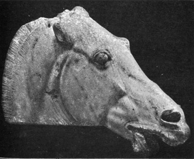 Fig.
6. HORSE’S HEAD. FROM PARTHENON. 440 B. C.