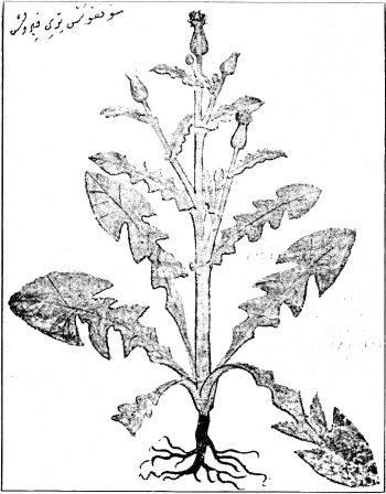 Fig. 9
ΣΟΓΚΟΣ ΤΡΥΦΕΡΟΣ = Crepis paludosa, Mœn.