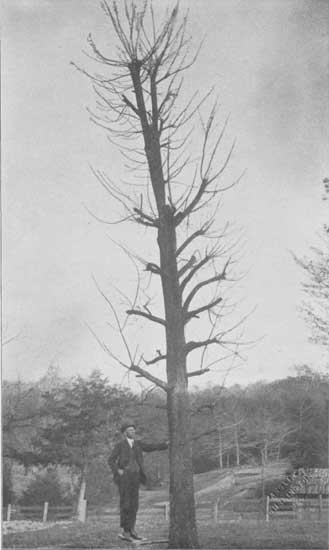 Fig. 1. Seedling pecan tree, 18 inches in diameter, cut
back in winter, showing summer's growth of vigorous shoots ready for
budding.