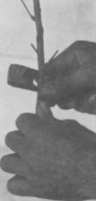 Fig. 5. Fourth operation. Making parallel cuts on bud
stick.
