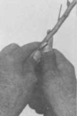 6. Fifth operation. Making vertical cut between
parallel cuts on bud stick.