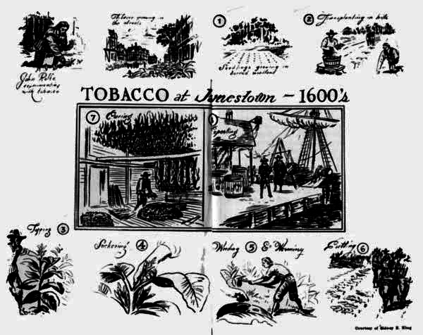 <i>TOBACCO at Jamestown—1600's</i>
Courtesy of Sidney E. King