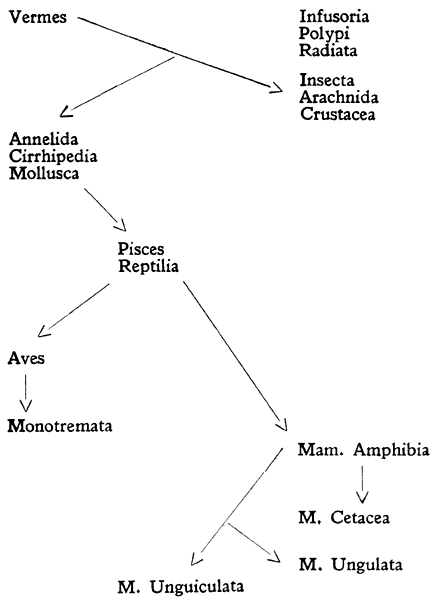 Vermes
 Infusoria, Polypi, Radiata
 Insecta, Arachnida, Crustacea
 Annelida, Cirrhipedia, Mollusca
 Pisces, Reptilia
 Aves
 Monotremata
 
 Mam. Amphibia
 M. Unguiculata
 M. Ungulata
 M. Cetacea
 
 
 
 