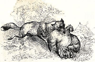THE FATE OF POOR CHANTICLEER.