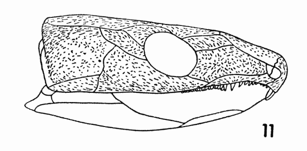 Fig. 11. Captorhinus. Diagram,
showing orientation of sculpture. Approx. × 1.