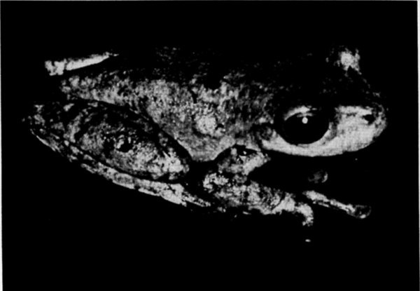 Fig. 1. Paratype of Ptychohyla ignicolor
(UMMZ 119602). × 3.