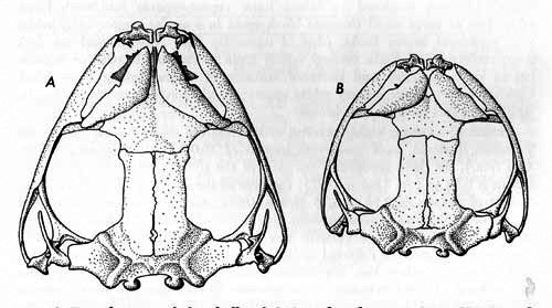 Dorsal views of the skulls