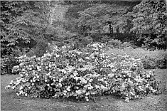 CHINESE GUELDER ROSE.