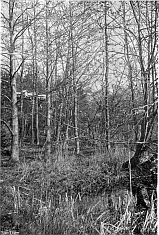 ALDERS NEAR WATER (Catkin time).