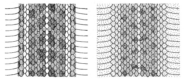 Fig. 10. Dorsal color pattern of Thamnophis dorsalis
cyclides (A) and Thamnophis dorsalis postremus (B).
