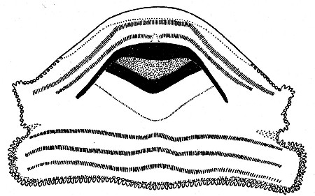 Fig. 6. Mouthparts of larval Bufo occidentalis (UMMZ
94269) from Barranca Seca, Michoacán. × 20.