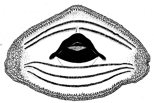 Fig. 9. Mouthparts of larval Hyla bistincta (UMMZ
115231) from Uruapan, Michoacán. × 15.