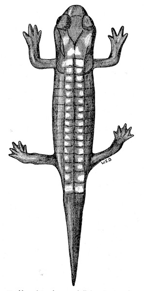 Hatchling of Pseudoeurycea belli from San Juan de Parangaricutiro,
Michoacán. × 8.