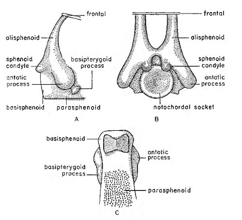 Fig. 1. Synaptotylus newelli (Hibbard). Restoration of
the basisphenoid, based on K. U. no. 9939, × 5. A, lateral view, B,
posterior view, C, ventral view.