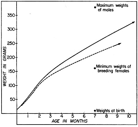 Fig. 3. Typical growth curves for male and female
woodrats; early stages are based on the litter of a captive female,
later stages on average gains of recaptured juveniles and subadults,
excluding those that seemed to be stunted. Solid line represents males
and broken line represents females.